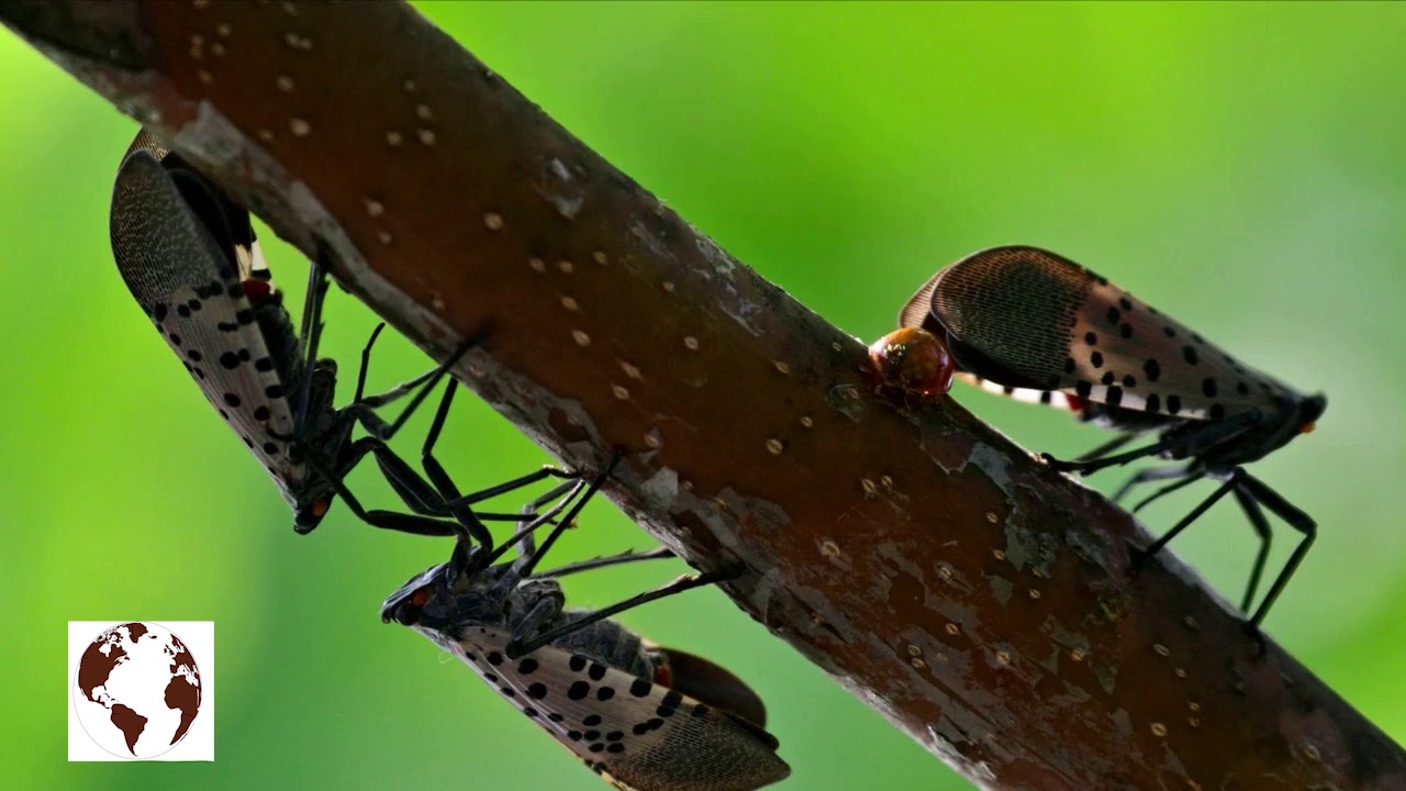 Insects Are Invading Virginia, The Most Destructive Species In 150 ...