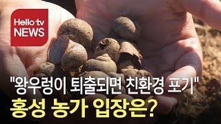 이슈 피플 왕우렁이가 생태계 교란…홍성 친환경 농가 입장은