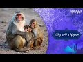 داستان ماجرای نامه دختر زیبا به مرد ثروتمند قسمت 14