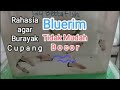 Tips supaya burayak cupang bluerim tidak mudah bocor. @124bettafish