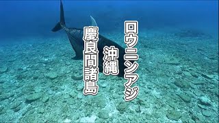 ロウニンアジ・ウチザン礁・ディーズパルス沖縄