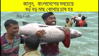 Amazing Big Fish Cultivation | দেখুন,  সবচেয়ে বড় মাছ চাষ #big_fish  #big