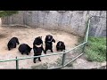 hun piseth a visit to the zoo in china ដំណើរទស្សនាទៅកាន់សួនសត្វនៅប្រទេសចិន