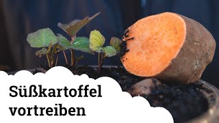 Süßkartoffel vortreiben | Wir machen unsere eigenen Stecklinge 🌱