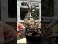 Working on an oak stump bonsai tree