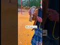 هندي صايد صقر شوفو ردت فعله😂. shorts