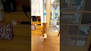 ジャンプがジャンプじゃないwww #Shorts #かわいい犬 #dog #柴犬