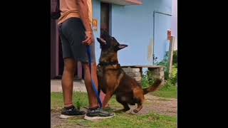 Dog training #dog #dogshorts #dogstrust #doglover #puppy #dogfans #dogowner #dogsndogstraining #peto