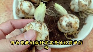 百合花的种植方法，操作非常简单，开花多香味十足