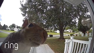 Squirrel Goes Nuts For Doorbell Cam | RingTV