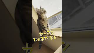 カーテンが邪魔でニャルソックを躊躇う猫が可愛い🐾The cat hesitates because the curtain is in the way🐾