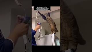 எனக்கு நம்பிக்கை இல்ல #trending #funny #ytviral #ytshots #cat #catlover #catvideos #animals #comedy