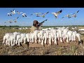 Decoying Snow Geese Over a Tiny Spread! (CLOSE SHOTS)