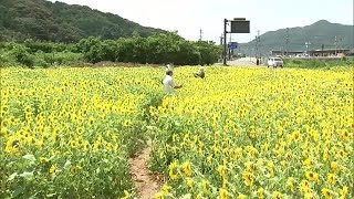 ２万本のヒマワリが満開　佐伯市・蒲江ＩＣ近くに黄色の楽園　大分 (23/07/28 18:40)