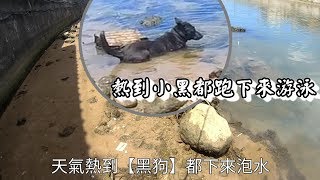 《GOGOFISHING》沒想到不起眼的溪旁 如此多的臭肚和 豆仔 烏魚 真是拉爽爽!!!