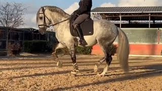 FEI potencial lusitano 5yo 163cm stallion by dragão das figueiras | ref77