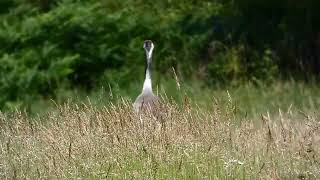 CRANES Forest / Żurawie Las -  Źródło Marii, Gdynia