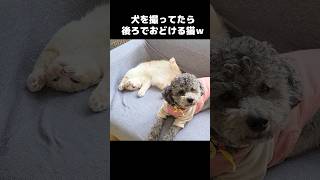 犬を撮ってたら後ろでおどける猫...笑#shorts