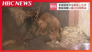 “多頭飼育崩壊”脱走した犬が約30キロ離れた養鶏場を襲撃し鶏208羽死ぬ　元の飼い主の男性（76）「被害の実態がわかれば…」弁償の意思