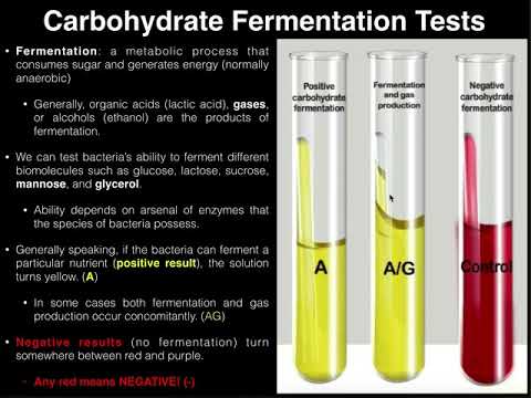 What is Durham fermentation tube?