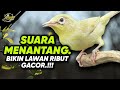 Ciak Joss Kecial Kuning Suara Menantang Ampuh Bikin Lawan Ribut dan GACOR‼️| PEPADU KECIAL