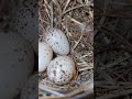 Barn swallow bird nest layed 3eggs #birdhouse #bird #nature #wildbirds