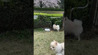 【子犬の探検】花より〇〇❗️ちびノアの秘密基地⁉️桜さんぽ🌸　#shorts