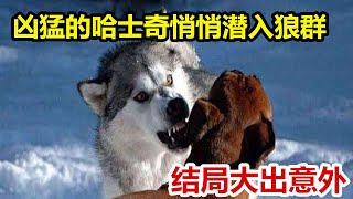 神犬小七热播导致拉布拉多犬风靡大街小巷，几年后纷纷进了饭店