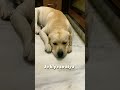 ufff his eyes animal lover pet s shorts dog status funny shorts youtube funny short 2022