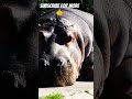 hippopotamus 🦛 images