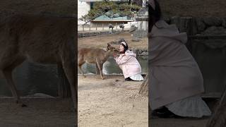 なんと！奈良の鹿が私にキスをしてくれた ― 信じられない瞬間 | Nara park deer 🦌 in japan