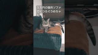 5万円の猫用ソファでくつろぐうめちゃん #shorts