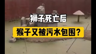 继狮子死亡事件后，河北邯郸某动物园又被网友曝出猴子居住环境恶劣，周围全是污水