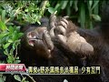 20120605 公視晚間新聞 動物園公黑熊逞凶 咬死鄰舍母熊.mpg