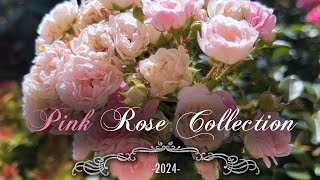 Pink Rose Collection • 9 Beautiful Roses • David Austin,Tantau, Kordes, Tom Carruth, Meilland