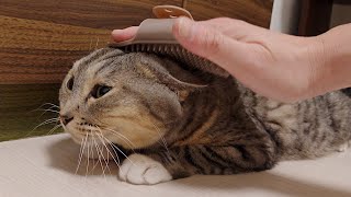 ラバーブラシにゴロゴロ言う猫と、カーテン裏に隠れて寛ぐ猫。