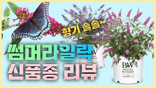 JB가든센터 보물창고 개방! 숨겨놓은 신품종의 솔직 리뷰 _ JB가든센터 [대림묘목농원]