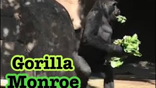 ゴリラ　🦍　バチェラーの練習　朝食　フランクとモンロー　Bachelor practice Frank and Monroe 🦍 Gorilla