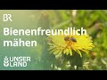 Wiesen mähen: Eine Gefahr für Bienen | Unser Land | BR Fernsehen