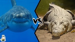 GREAT WHITE SHARK VS SALTWATER CROCODILE - Who will win this battle?