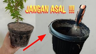 Tips Sederhana ⁉️Memindahkan Stek Bougenville Dari Pot Kecil ke Pot Besar | Simple & Extra Hati-hati