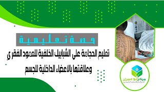 تعليم الحجامة على الشبابيك الخلفية للعمود الفقري وعلاقتها بالأعضاء الداخلية للجسم #الحجامة_بمكناس