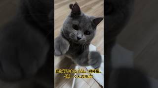 猫に好かれる方法。綿棒編。投下バージョン〈えいいちくんの場合〉 #ねこ #ねこのいる生活 #cat #綿棒 #猫に好かれたい