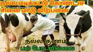 பல் போடாத நல்ல மடி கட்டு கொண்ட ஒரு HF மாடு விற்பனைக்கு உள்ளது