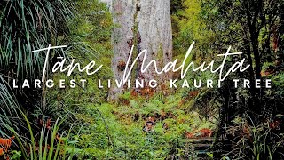 Visiting Tāne Mahuta - The Largest Kauri Tree Living Today | New Zealand North Island Road Trip