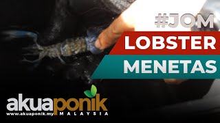 Jom Ternak Lobster - Anak Lobster Menetas