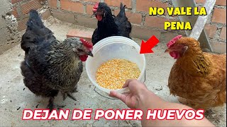 Esto es lo que pasa si le das maíz a tus gallinas todos los días