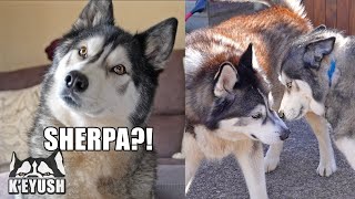 Husky Shocked to see Best Friend After 3 Months Apart!