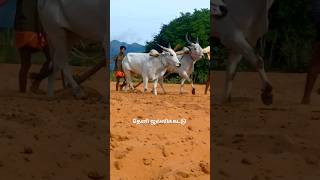 ரேக்ளா மாடுகள் 🐂 உழவு முறை ❤️‍🔥 #cow #bullfarm #animals #farmanimals #bull #jallikattu