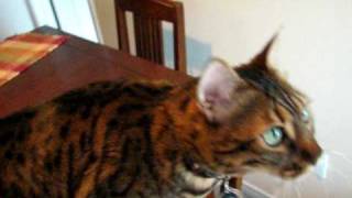 Bengal Cat Talking (Screaming)